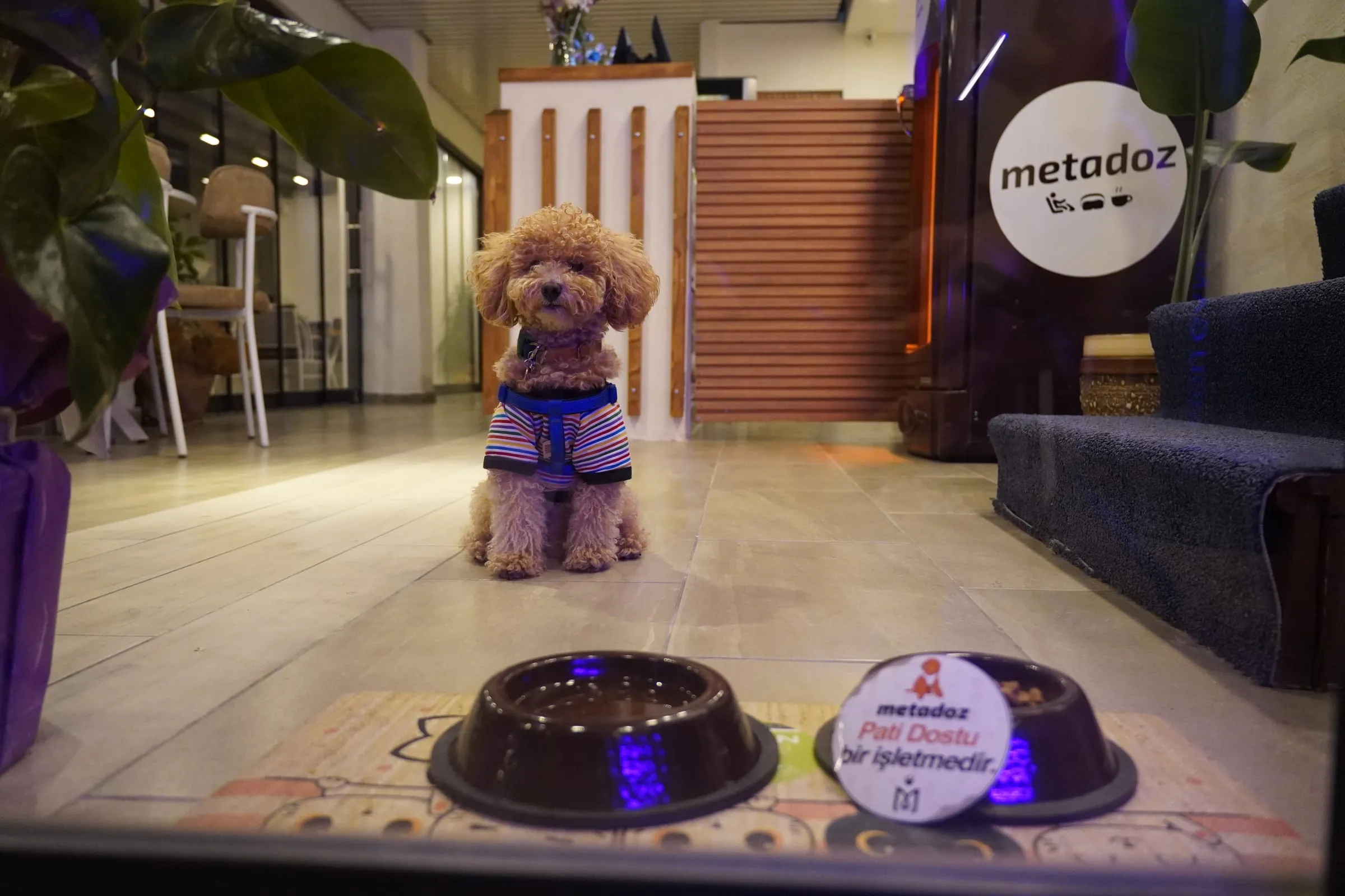 Metadoz'da mama ve su kaplarının yanında oturan küçük bir köpek